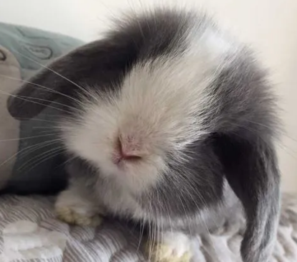 侏儒兔长大后颜值究竟如何！