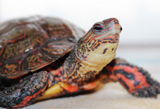 一文详解洪都拉斯木纹龟的寿命有多长~