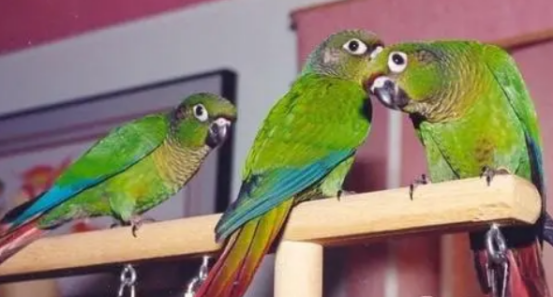 鸟类小科普：赤褐腹锥尾鹦鹉会不会说话？