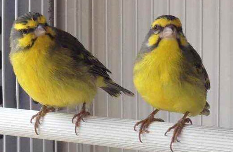 金青鸟怕人怎么办？试试这个办法