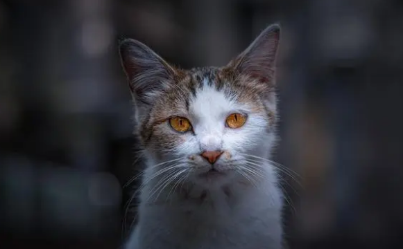 猫咪益生菌的正确吃法，请看下文