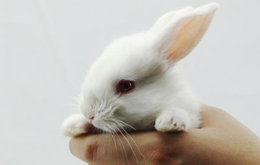 如何养西施兔？快来get饲养攻略！