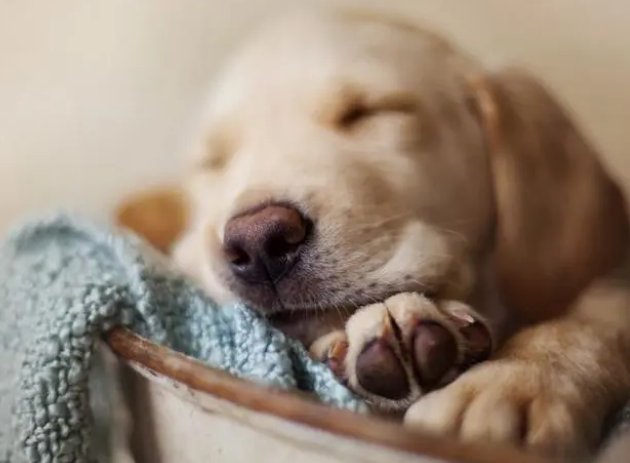 冬天狗狗只想睡地上！让狗狗爱上狗窝要注意3点