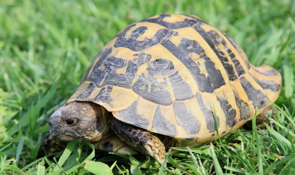 乌龟不上晒台怎么办？不着急，我来教你方法！