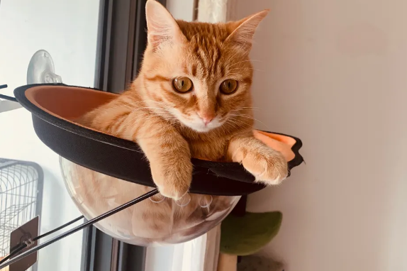 想知道橘猫有几种吗?看完这篇文章就知道了 想知道橘猫有几种吗?看完这篇文章就知道了