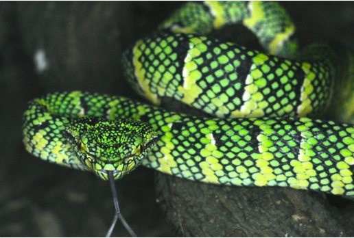 铠甲蝮的蛇毒会致死吗？不了解的快来看看吧！