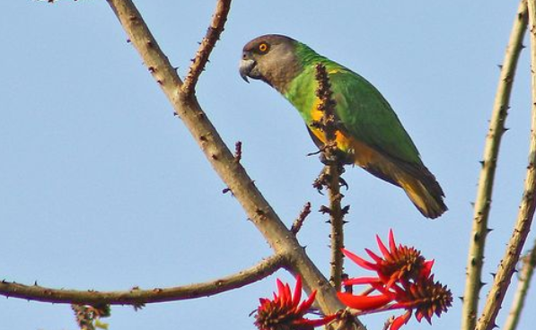 塞内加尔鹦鹉好繁殖吗？想知道的来看看！