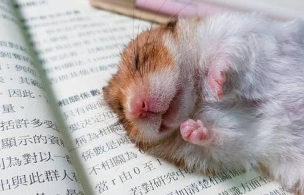 仓鼠侧着睡是什么原因？好奇的朋友来看看
