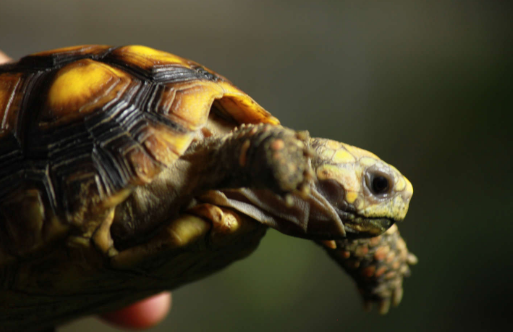 一文解答哥伦比亚红腿陆龟怎么看性别~