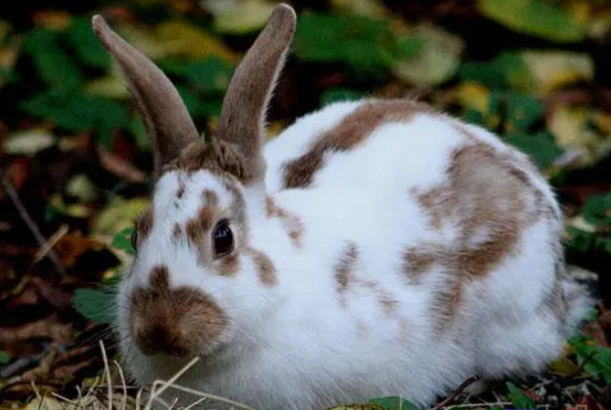 英国斑点兔好养吗？过来瞧一瞧吧