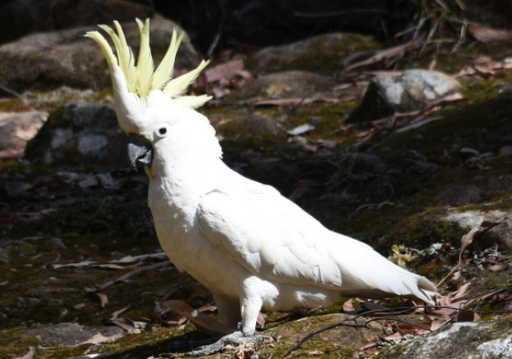 大葵花凤头鹦鹉聪明吗？智商怎么样呢？