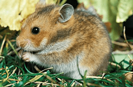 小甜心出没！金仓鼠的入坑饲养秘笈,请查收~