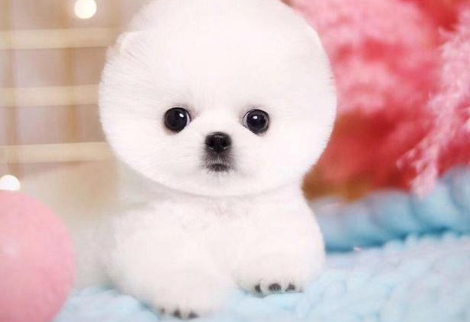 人造狗狗茶杯犬背后的真相,看后你还想养吗? 人造狗狗茶杯犬背后的真相,看后你还想养吗?