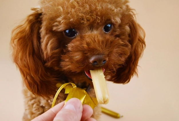 适合狗狗吃的6款“零食”，好吃还不贵！