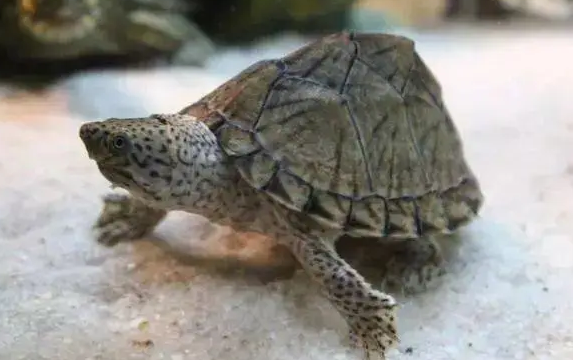 剃刀龟怎么看极品？养的人看过来