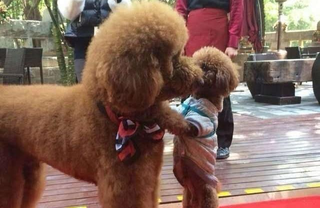 巨型泰迪是什么品种配的，竟然能长这么大