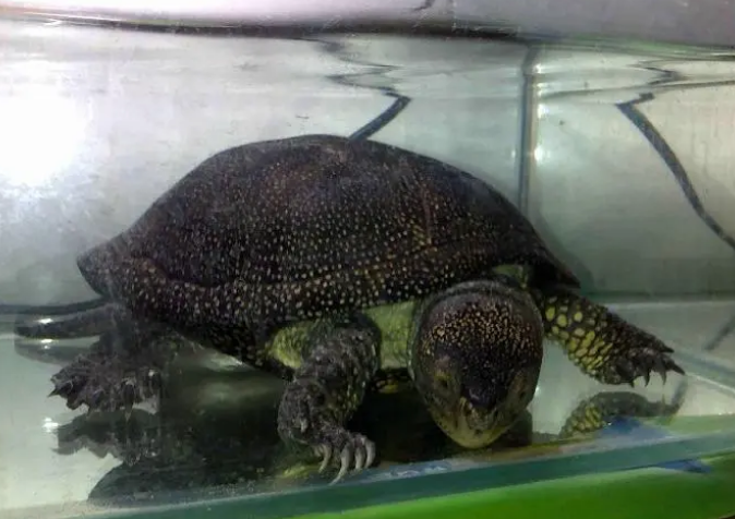 流星泽龟成体多大?有人知道吗? 流星泽龟成体多大?有人知道吗?