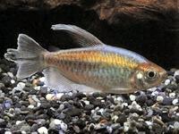 绚丽多彩的刚果扯旗鱼你见过吗 绚丽多彩的刚果扯旗鱼你见过吗