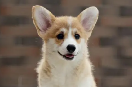 柯基适合小孩养吗？还有更多不为人知的好处？