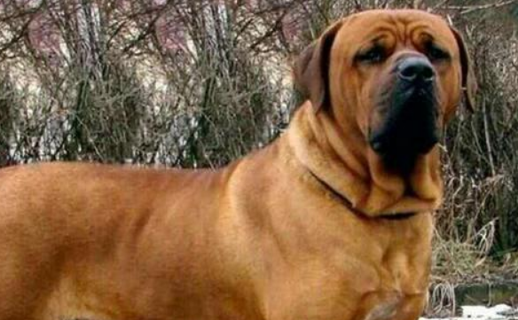 烈性犬有哪些？这些犬种被城市禁养