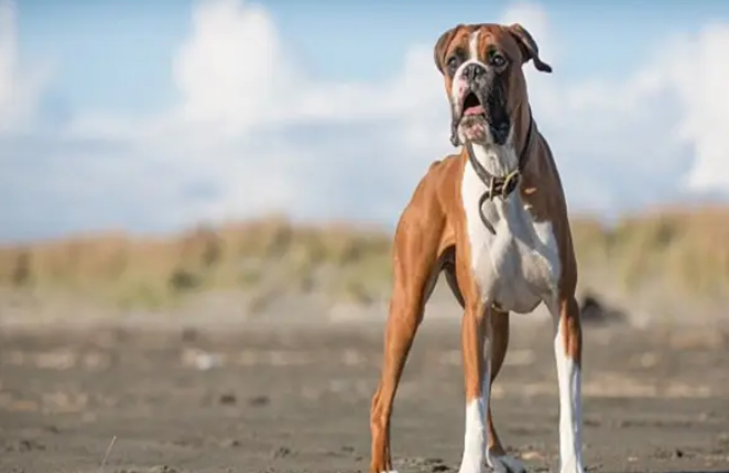 百科 | 德国拳师犬,喜欢撒娇的晚熟猛犬 百科 | 德国拳师犬,喜欢撒娇的晚熟猛犬