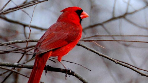 红衣主教鸟命名的原因?来瞧一瞧吧 红衣主教鸟命名的原因?来瞧一瞧吧