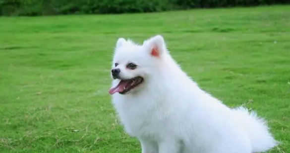 狗口腔溃疡能吃阿莫西林吗 狗口腔溃疡能吃阿莫西林吗