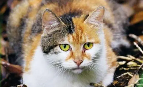 怎么赶走野猫？可以来这里看看