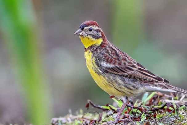 禾花雀与麻雀的区别，就看这！