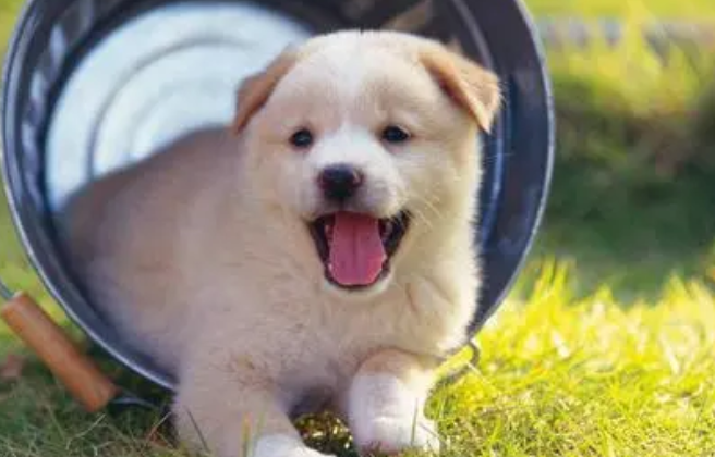 狗尿小肚子大怎么办？请查收！