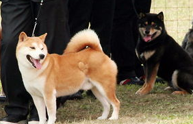 如何给秋田犬的口腔护理? 如何给秋田犬的口腔护理?