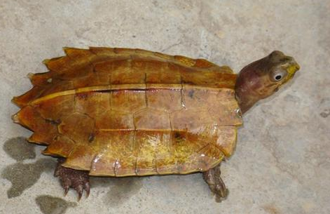 枫叶龟和锯缘龟哪个好养，看了就知道！