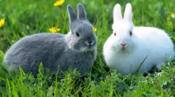 兔子可以用水洗澡吗? 兔子可以用水洗澡吗?