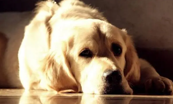 狗咽气前的异常表现,主人一定要了解 狗咽气前的异常表现,主人一定要了解