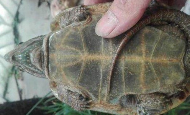 鹰咀龟的价钱是多少？一文告诉你