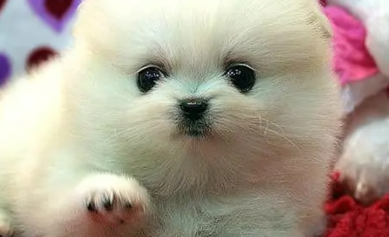 幼犬怎么看性格?这几招很实用 幼犬怎么看性格?这几招很实用