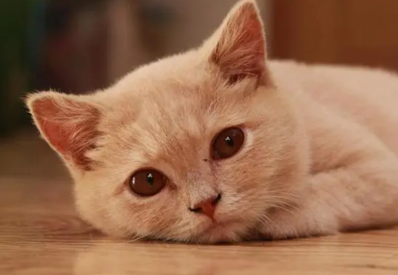 新手养猫：猫咪的体内外驱虫全攻略