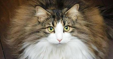 养宠经验分享：猫咪感冒喝小儿感冒可以么