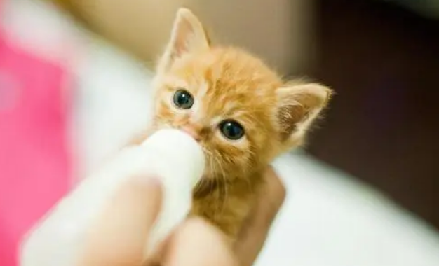 狗狗猫咪喝羊奶粉有哪些好处？该如何科学“喂奶”？