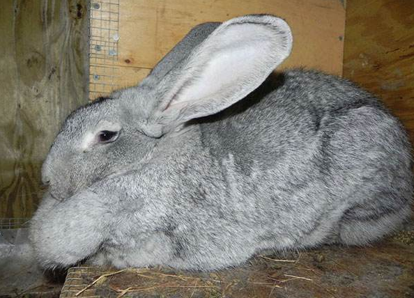 巨型花明兔多长 巨型花明兔能长多大 巨型花明兔多长 巨型花明兔能长多大