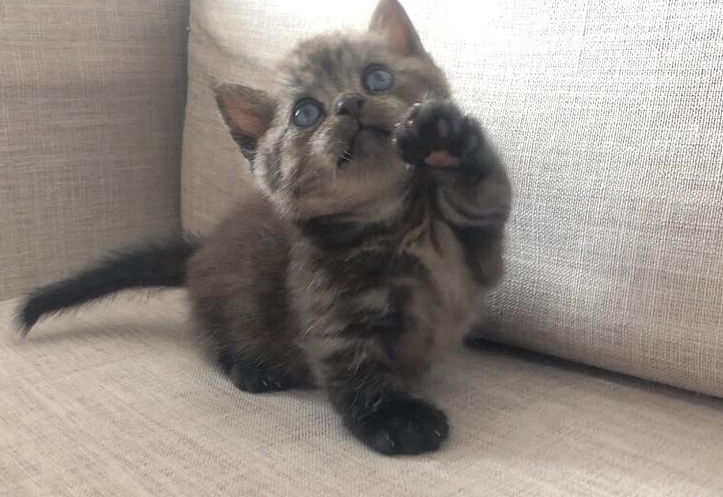 不清楚曼基康猫和英短的性格哪个好？看这里~