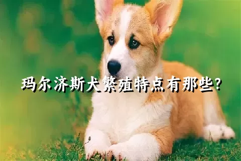 玛尔济斯犬繁殖特点有那些?