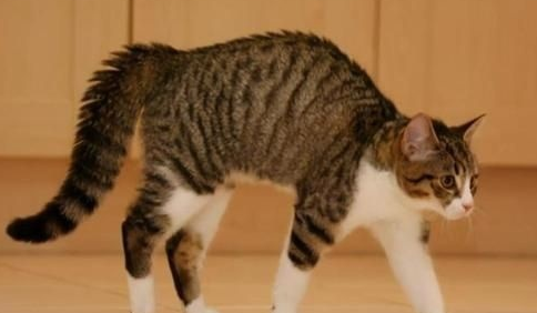 猫咪尾巴抖动什么意思？主人要注意观察
