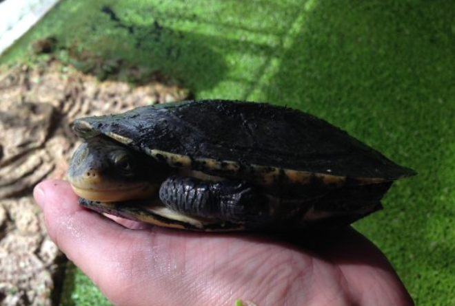 亚马逊彩龟是保护动物吗？不知道的，来看看！