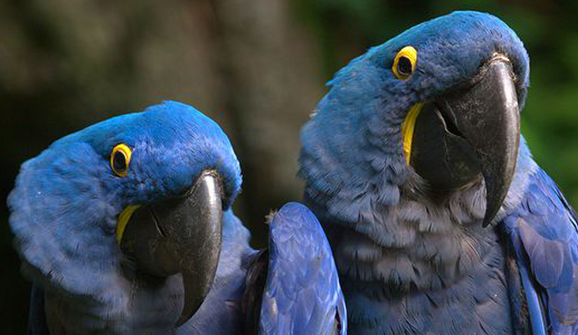 蓝紫金刚鹦鹉能说话吗？还是很厉害的