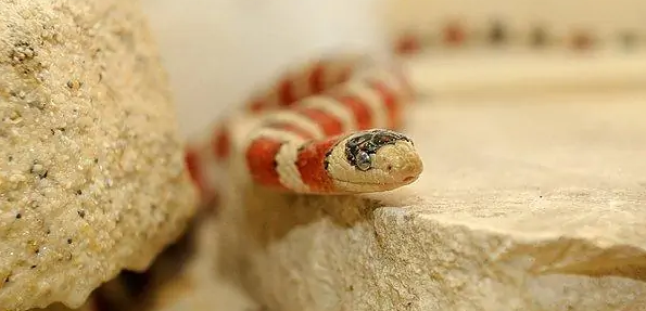 想知道山王蛇体长最大是多少?来这瞧瞧吧~ 想知道山王蛇体长最大是多少?来这瞧瞧吧~