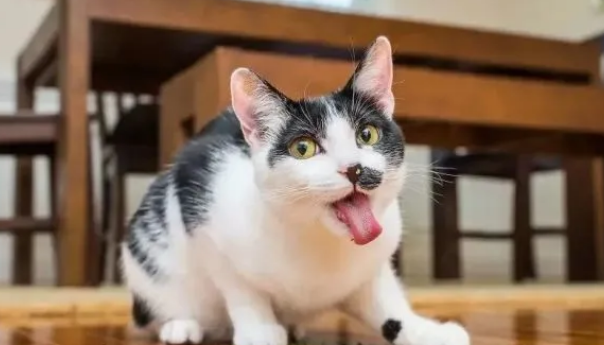 猫草攻略：如何选择与种植