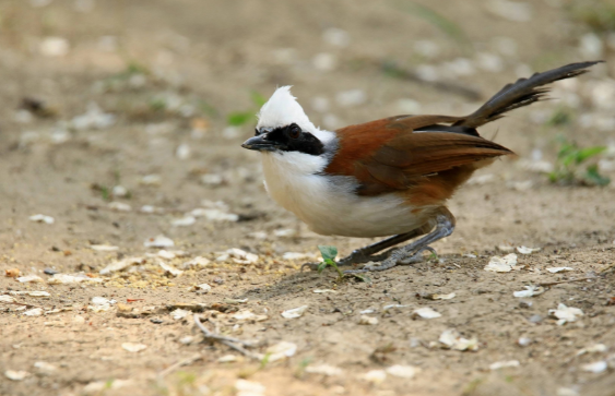 白冠噪鹛好养吗？这些技巧交给你