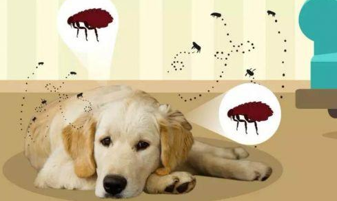 宠物体外驱虫怎么做? 宠物体外驱虫怎么做?