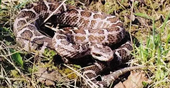 土球子是保护动物吗？不清楚的快来看看！